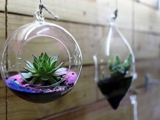 Plants In Glass Jars
